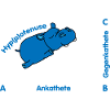 Mathématiques Humour Hypotenuse