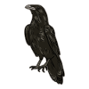 Crow