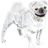 Pug