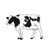 J’aime vraiment les vaches