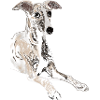 Eleganter Whippet