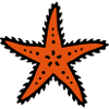 Starfish starfish sea ocean sea