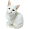 White Cat