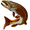 Legakulie Pike brown