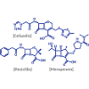 Beta Lactam Antibiotics