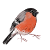 Dompfaff