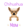 Chihuahua Mom Chihuahua