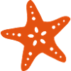 Seestern starfish