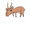 Antelope