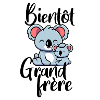 Bientôt grand frère koala