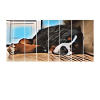 Bernese mountain dog