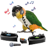 Caique