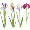 iris