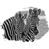 Black and White Zebra Duo