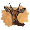 Impala