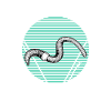 Worm