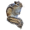 chipmunk
