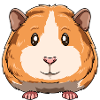guinea pig