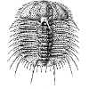 Odontopleurid