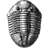 Asaphus espansus