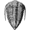 Encrinurus