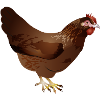 Hand-drawn coloured brown chicken