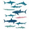 Shark species marine biology