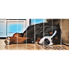 Bernese mountain dog