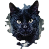 black cat chat noir
