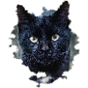 blackcat/ black cat