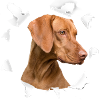 Magyar Vizsla Geschenkidee - Vizsla Chien