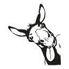 Donkey