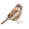 Sparrow