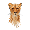 lioness