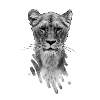 lioness