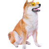 Sunglasses Shiba