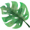 Green leaf