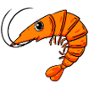 Shrimp Shrimp
