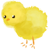Chicks