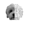 Bolonka Face