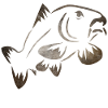 Catch and Release - Karpfenangeln
