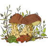 Mushrooms