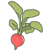 Radishes
