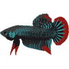 Peaceful battlefish (Imbellis)