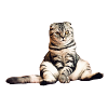 Scottish Fold Cat StickerSweet