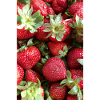 Erdbeeren 🍓