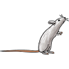 Funny rat