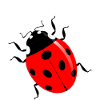 ladybird