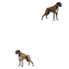 Boxer chien cadeaux