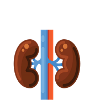 KIDNEY